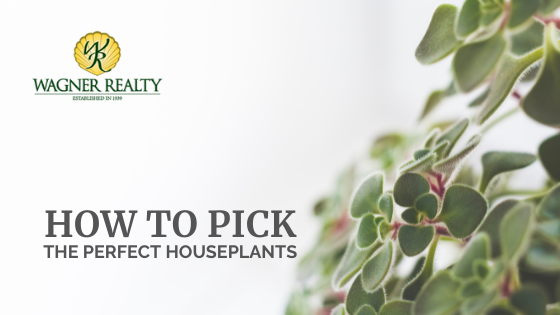 Houseplant Tips